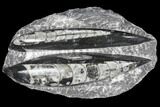 Polished Orthoceras (Cephalopod) Fossils - Morocco #96627-1